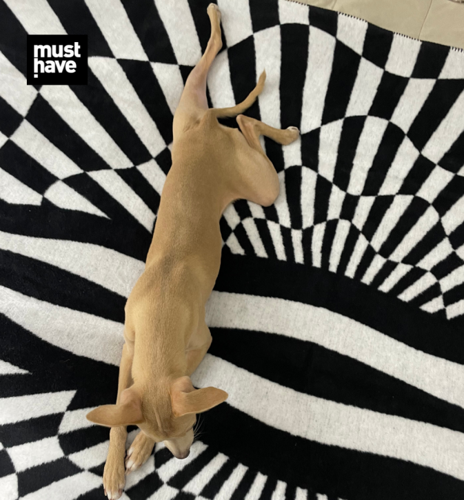 Koc Op-Art Power P*ssy projektu Maurycego Gomulickiego dla Hogai – nagrodzony Must Have na Łódź Design Festival.