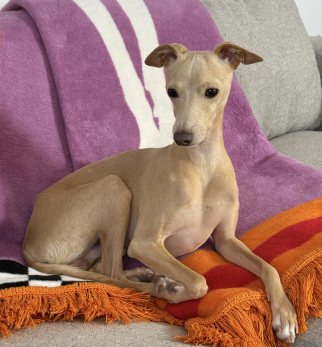 Bawełniany koc Lily Pixel z kolekcji Iggy – designerski pled HOGAI z motywem psa - we wnętrzu