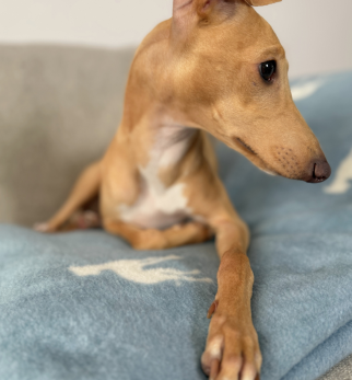 Bawełniany koc Blue Lola — designerski pled HOGAI z motywem psa - we wnętrzu