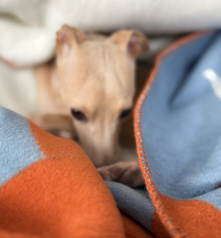 Bawełniany koc Blue Lola — designerski pled HOGAI z motywem psa - detal