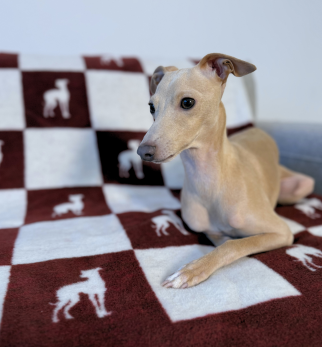 Bawełniany koc Burgundy Lola z kolekcji Iggy – designerski pled HOGAI z motywem psa - we wnętrzu