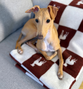 Bawełniany koc Burgundy Lola z kolekcji Iggy – designerski pled HOGAI z motywem psa - we wnętrzu