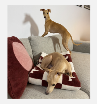 Bawełniany koc Burgundy Lola z kolekcji Iggy – designerski pled HOGAI z motywem psa - we wnętrzu