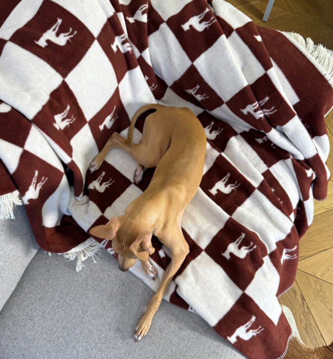 Bawełniany koc Burgundy Lola z kolekcji Iggy – designerski pled HOGAI z motywem psa - we wnętrzu