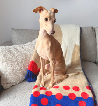 Bawełniany koc Cream Kokos z kolekcji Iggy – designerski pled HOGAI z motywem psa - we wnętrzu