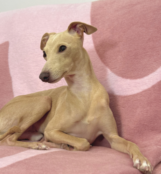 Bawełniany koc Pink Lukier z kolekcji Iggy – designerski pled HOGAI z motywem psa - we wnętrzu