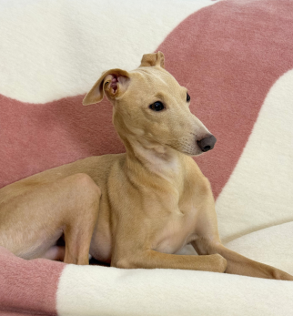 Bawełniany koc Cream Cukier z kolekcji Iggy – designerski pled HOGAI z motywem psa - detal.