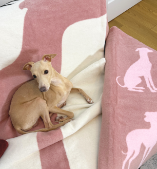 Bawełniany koc Cream Cukier z kolekcji Iggy – designerski pled HOGAI z motywem psa - detal.